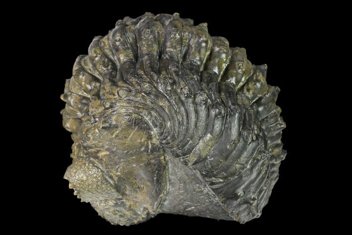 Wide, Partially Enrolled, Spiny Drotops Trilobite #169569